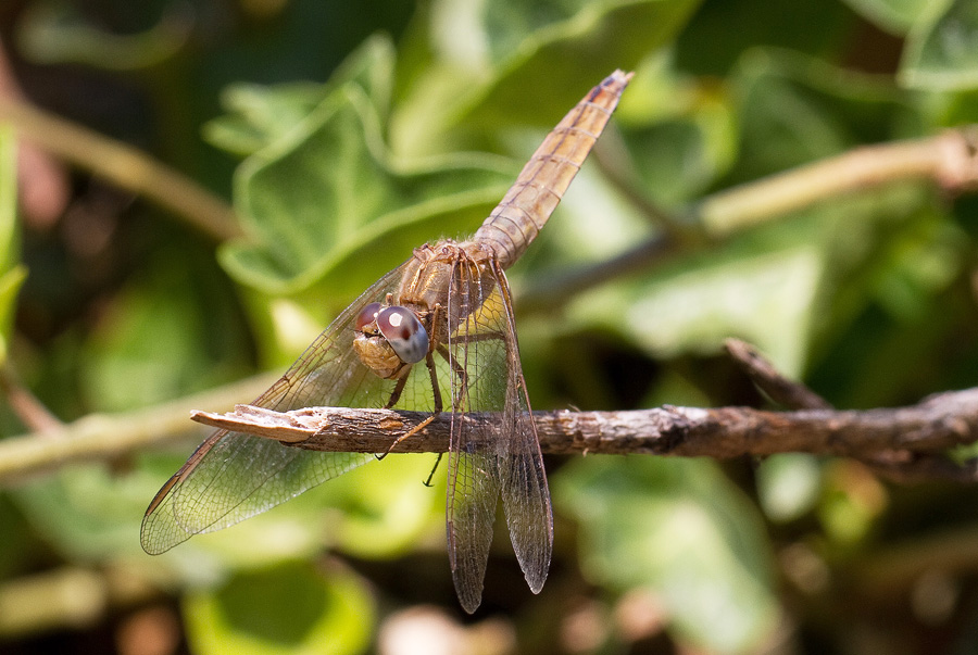 Crocothemis erytraea femmina